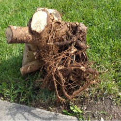 A tree stump pulled from the ground with its root ball